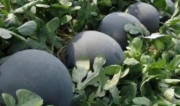 热门大瓜 爆料网吃瓜黑料反差入口,揭秘吃瓜黑料的背后真相